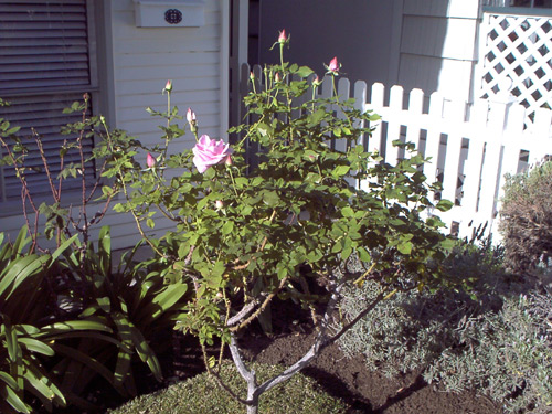 January Roses - A Cottages and Gardens Gallery Picture